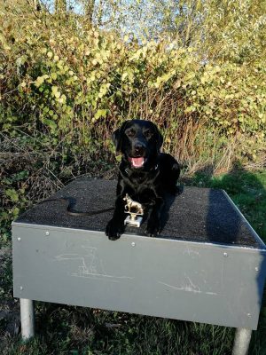 Labrador Retriever aus Niedersachsen