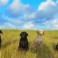 4 Hunde in Dänemark