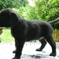 Cooper Steht