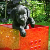 Cooper In Der Box