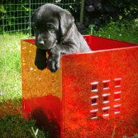 Drumby In Der Roten Box