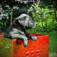 Dyke In Der Roten Box