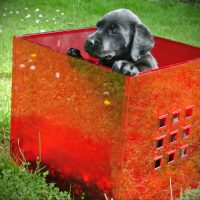 Holly In Der Roten Box