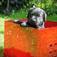 Nepomuk In Der Roten Box